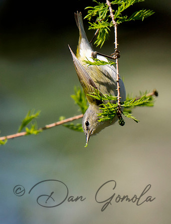 Tennessee Warbler