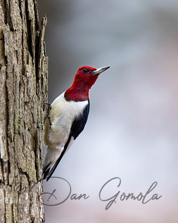 Red-headed Woodpecker