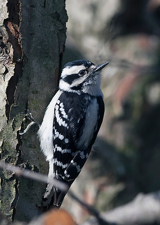Downy Woodpecker