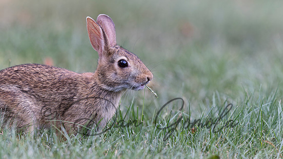 Cottontail Rabbit