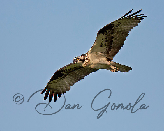 Osprey