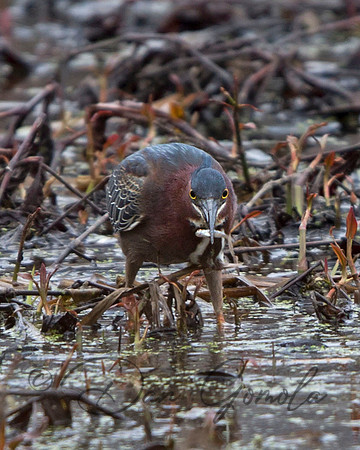 Green Heron