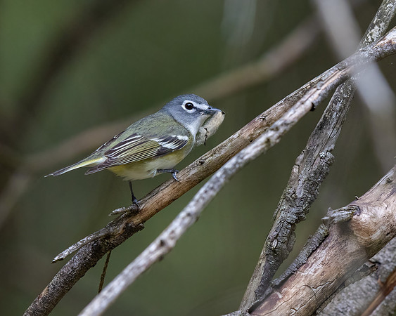Blue-headed Vireo