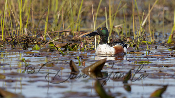 Northern Shoveler