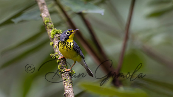 Canada Warbler