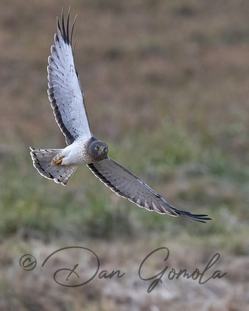 Northern Harrier
