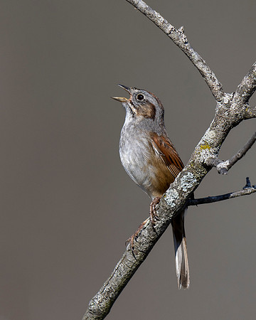 Swamp SParrow