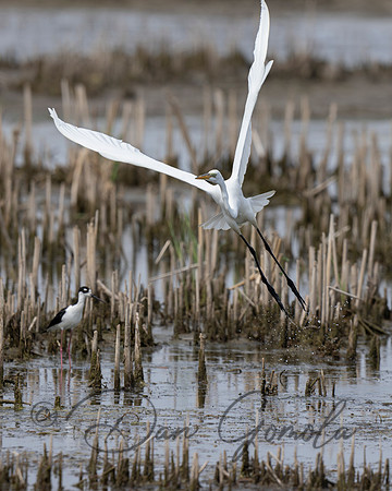 Great Egret