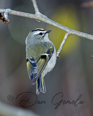 Golden-crowned Kinglet