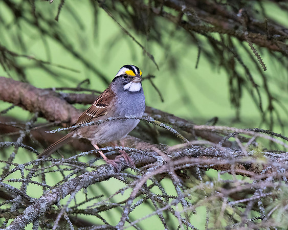 White-throated Sparrow