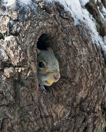 Eastern Gray Squirrel