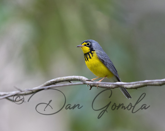 Canada Warbler