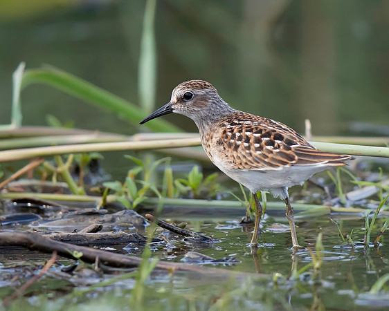 Least Sandpiper