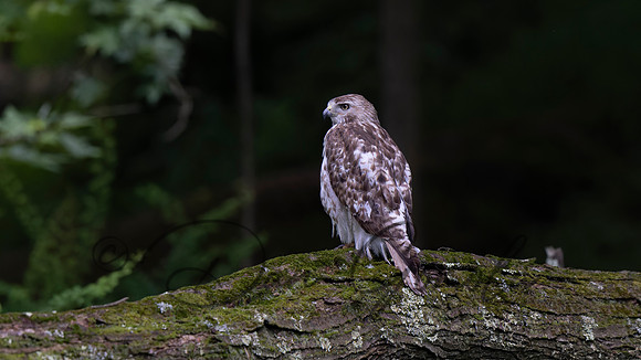 Red-tailed Hawk