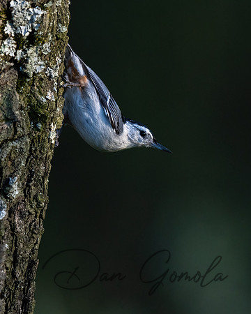 White-breasted Nuthatch