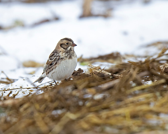 Lapland Longspur