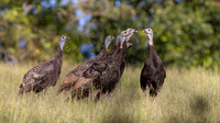 Wild Turkey