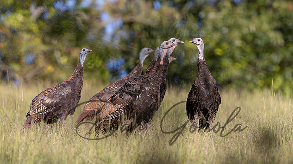 Wild Turkey