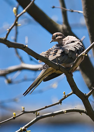Mourning Dove