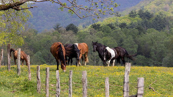 Cades Cove, GSMNP