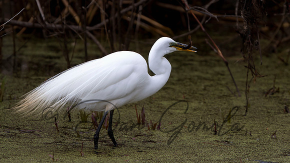 Great Egret