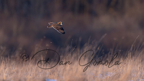Short-eared Owl