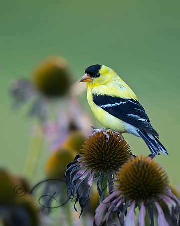 American Goldfinch