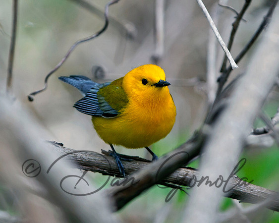 Prothonotary Warbler