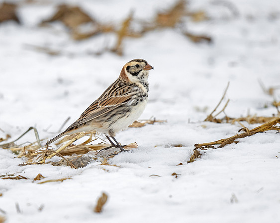 Lapland Longspur