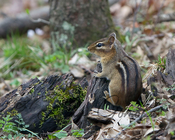 Eastern Chipmunk