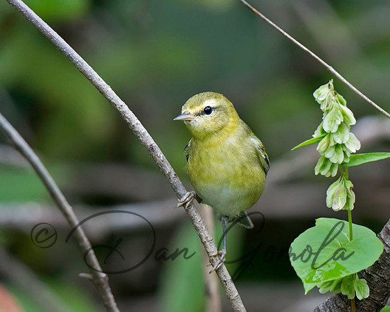 Tennessee Warbler