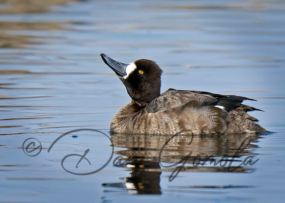 Lesser Scaup
