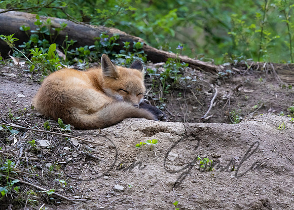 Red Fox