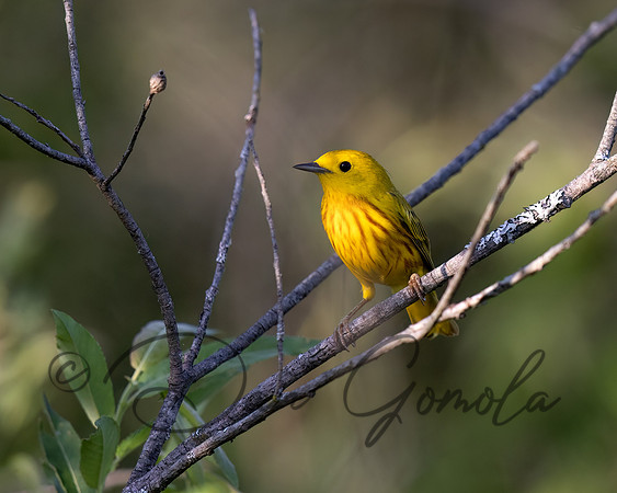 Yellow Warbler