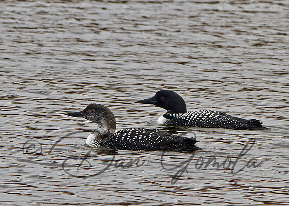 Common Loon