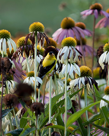 American Goldfinch