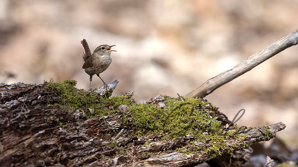 Winter Wren
