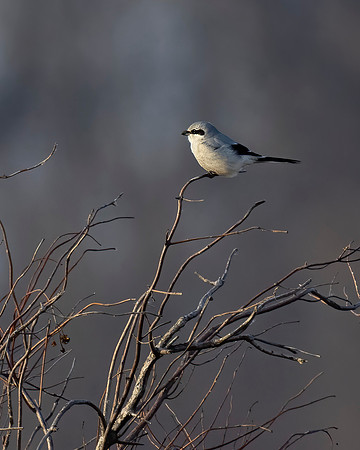 Northern Shrike