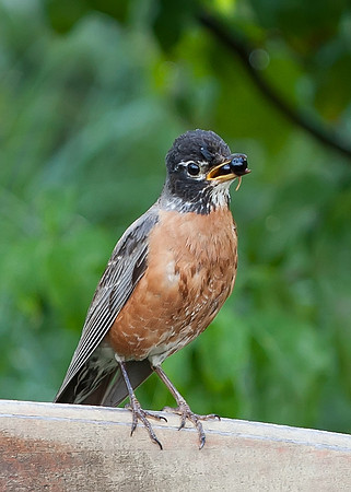American Robin