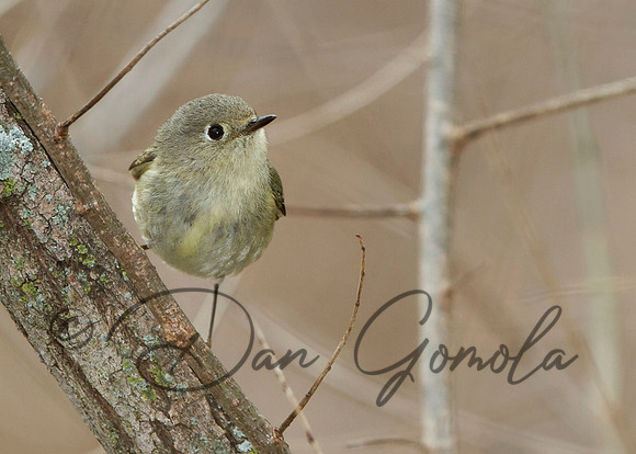 Ruby Crowned Kinglet