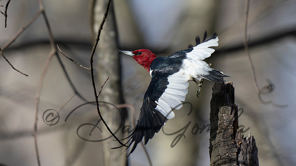 Red-headed Woodpecker