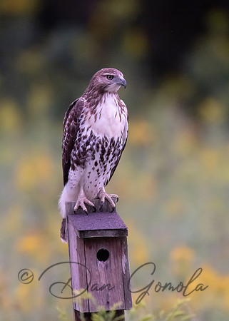 Red-tailed Hawk