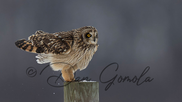Short-eared Owl