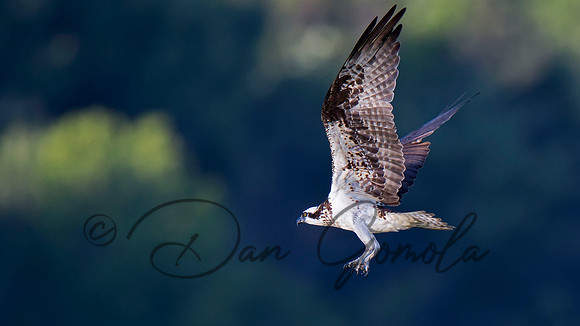 Osprey