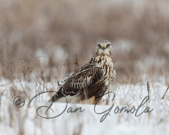Rough-legged Hawk