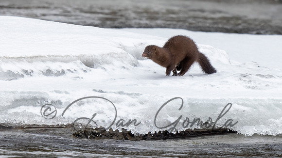 Mink
