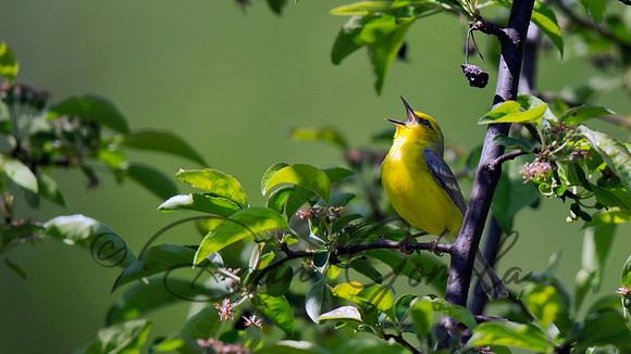 Blue-winged Warbler