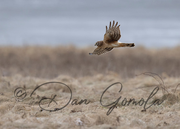Northern Harrier