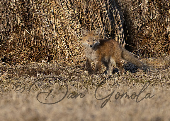 Red Fox