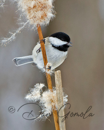 Black-capped Chickadee
